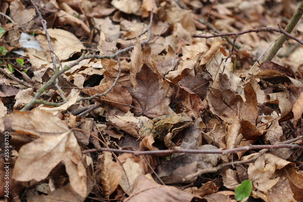 A frog sits in dry foliage in early spring.The frog is perfectly disguised. A frog sits in dry foliage in early spring.The frog is perfectly disguised.