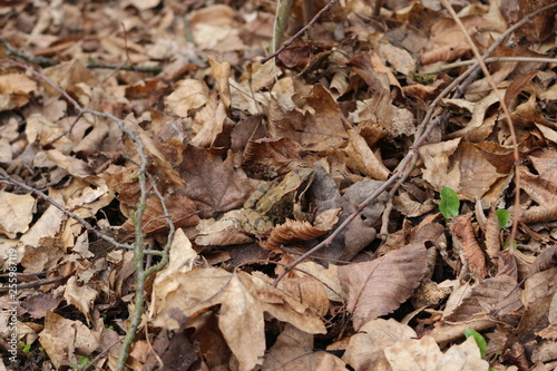 A frog sits in dry foliage in early spring.The frog is perfectly disguised.