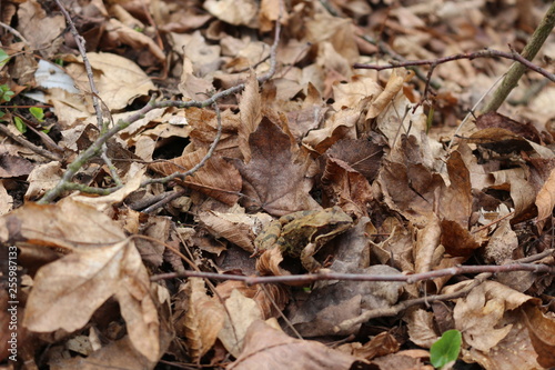 A frog sits in dry foliage in early spring.The frog is perfectly disguised.