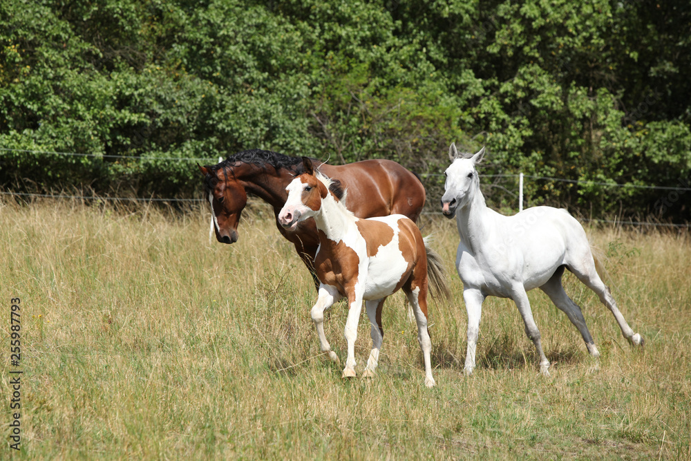 Amazing batch of horses on pasturage Amazing batch of horses on pasturage