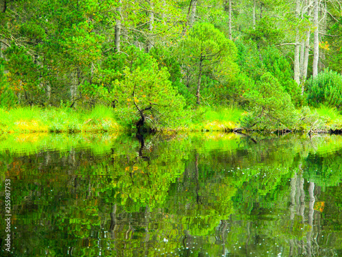 Lush greenery reflection in water surface of forest lake