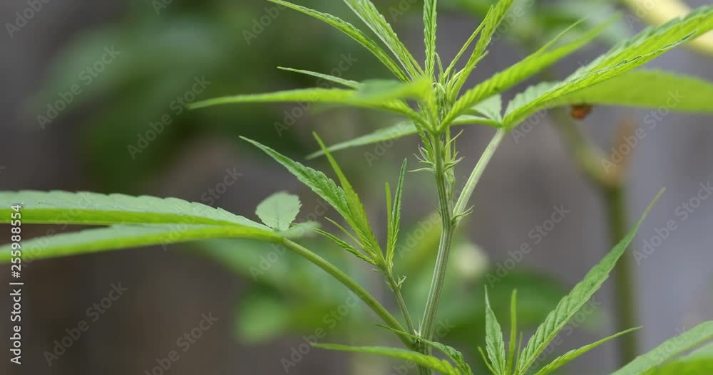 Beautiful leaves of marijuana cannabis and detail background of cannabis. Beautiful leaves of marijuana cannabis and detail background of cannabis.