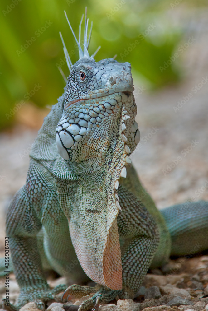 Fototapeta premium Iquana on the Caribbean Island of Bonaire 