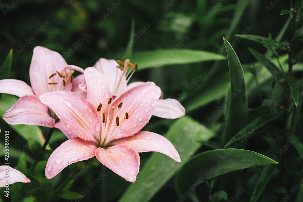 Fototapeta premium Beautiful flowering pink lily in macro. Amazing picturesque wet blooming flower close-up. Raindrops on colorful plant. Wonderful european perfume flower with dew drops. Droplets on pink petals.