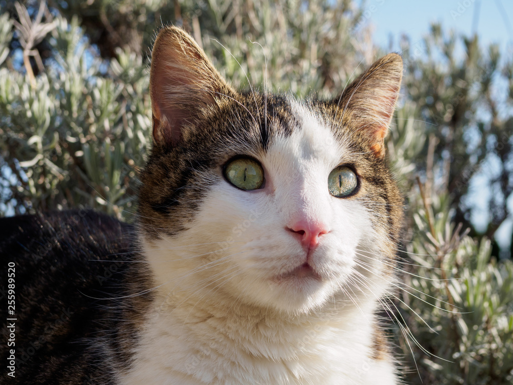 Obraz premium Hauskatze 7