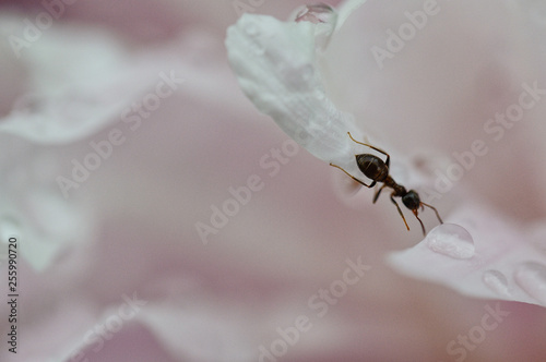 ant on a flower