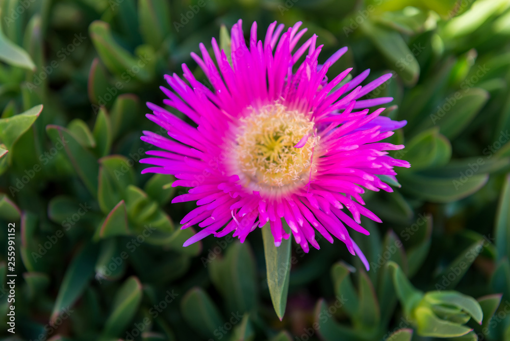 Obraz premium Lilac flowers of Portulaca, Spain.