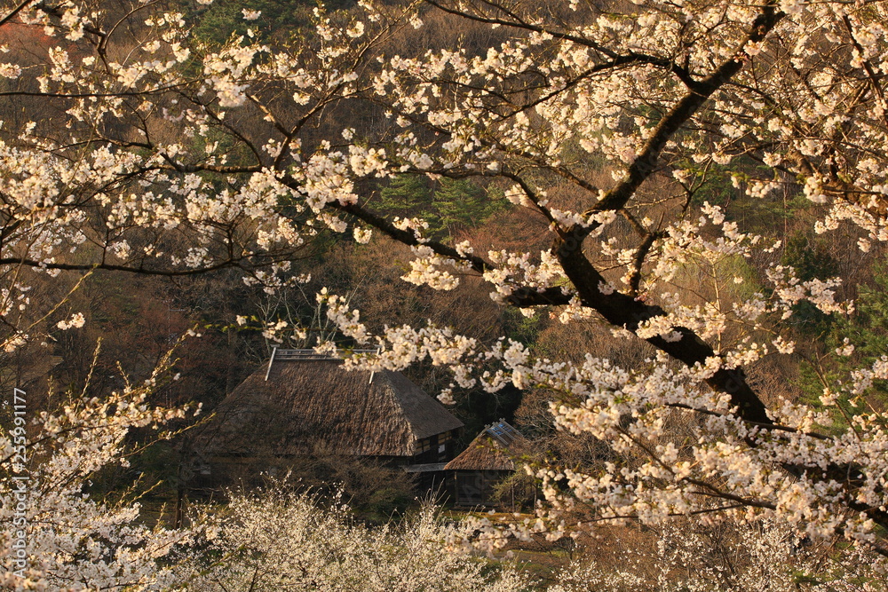 Obraz premium 春のかやぶき古民家