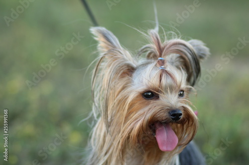 dog, 