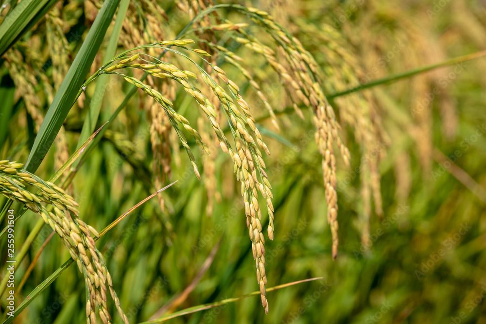 golden rice raw in agricultural farm close up to spot focus area golden rice raw in agricultural farm close up to spot focus area