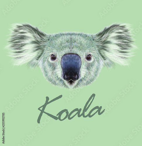 Koala animal face. Vector Australian cute head of marsupial bear. Realistic wild fur eucalyptus koala portrait isolated on green background.