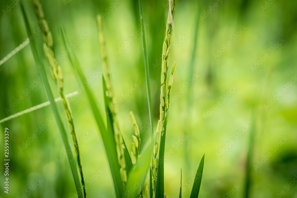 Closeup view of rice ear with blurred background of rice terraces before harvest season in Asia