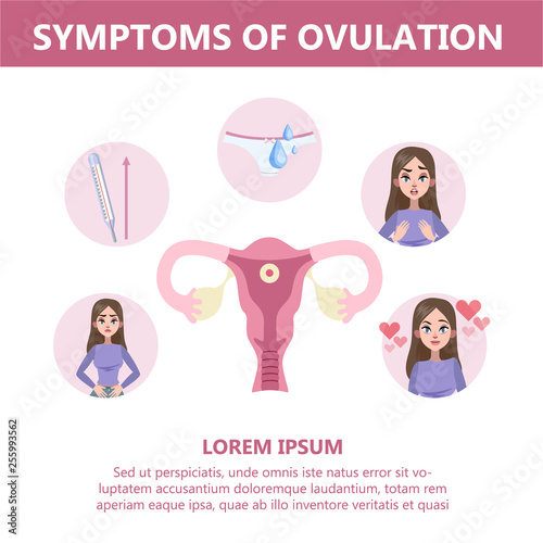 Symptoms of ovulation infographic. Female anatomy, gynecology