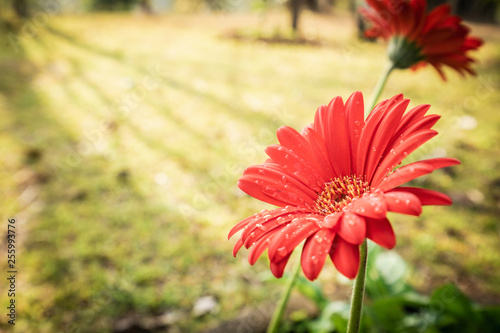 Gerbera or barberton daisy flower group blooming with water drops and sun light in garden background