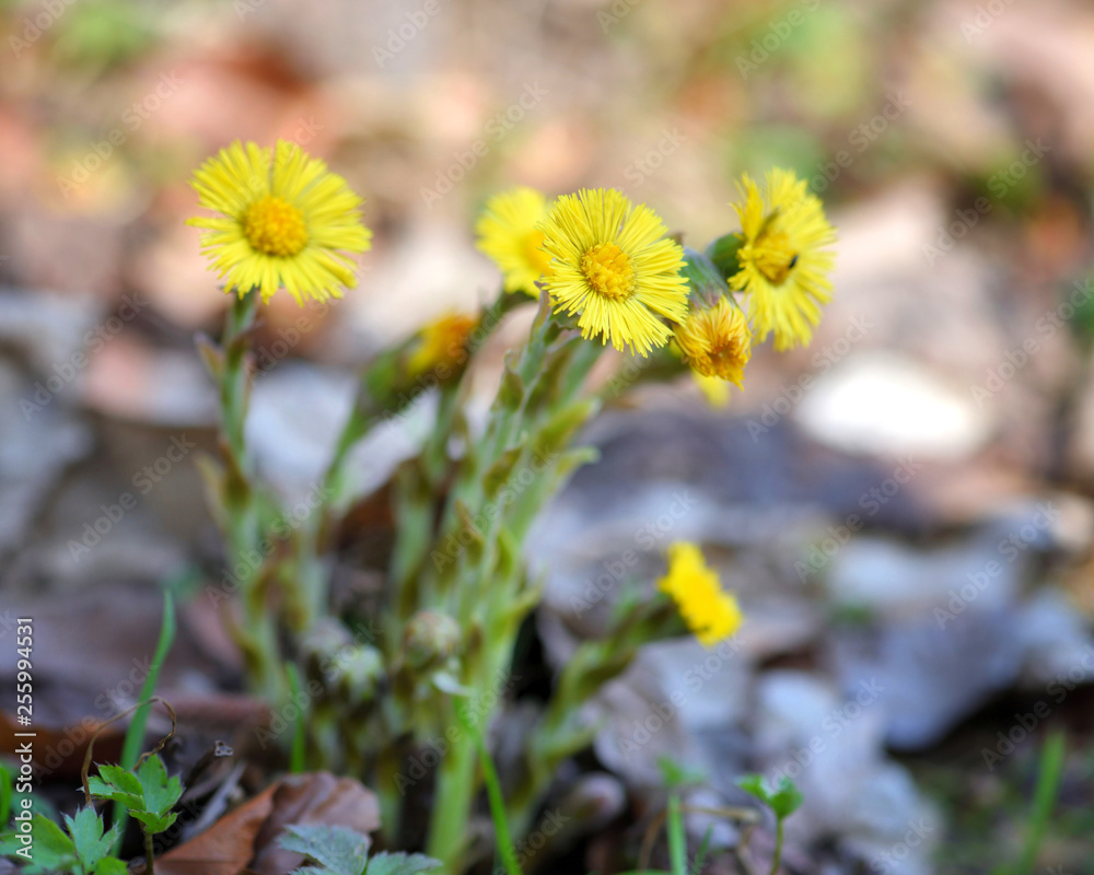 Tussilago farfara medicinal plant, the first flowers of the early spring Tussilago farfara medicinal plant, the first flowers of the early spring