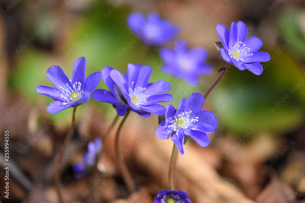 Blooming in the spring forest Hepatica nobilis