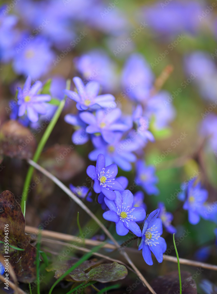 Fototapeta premium Blooming in the spring forest Hepatica nobilis