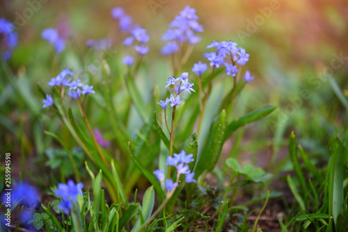 Spring flowers in a forest. Scilla Bifolia.