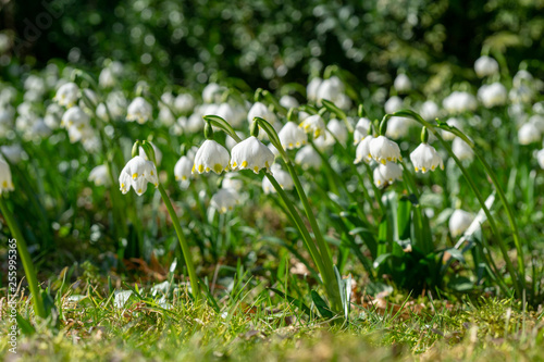 snowdrops or snowflakes in the forest