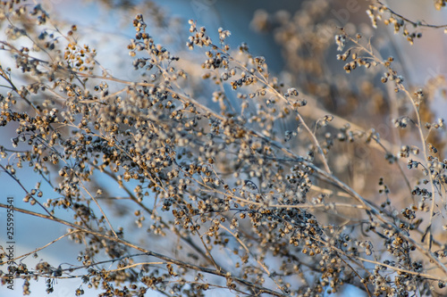 A sprig of tarragon, dried seeds on the Bush, in the cold season, winter and early spring.Spicy plant with blurred background. Beautiful natural texture, delicate natural pattern.