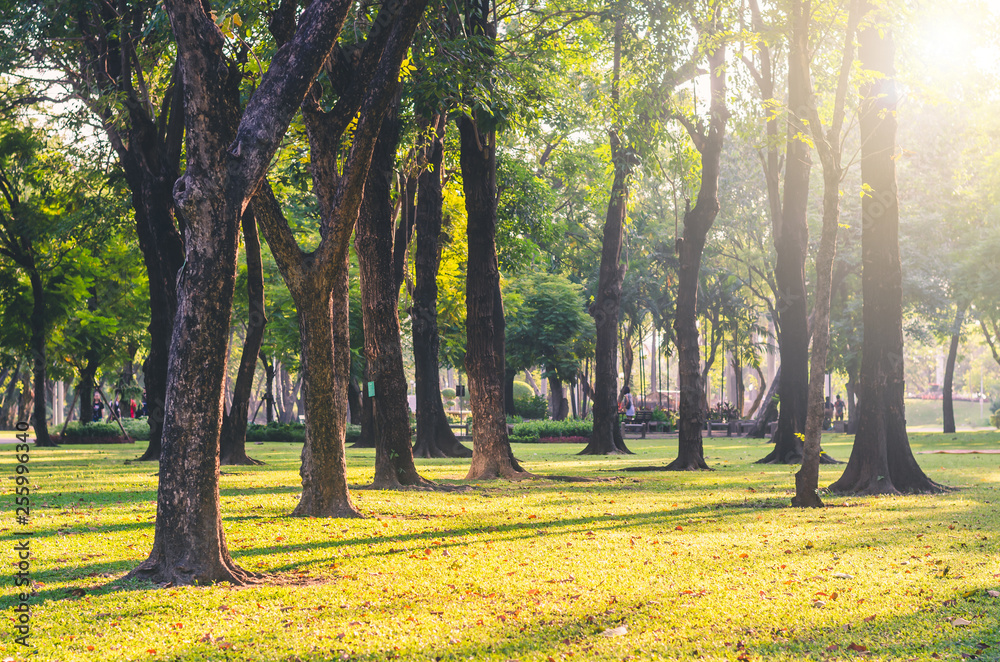 Naklejka premium trees in the park with green grass and sunlight, fresh green nature background at out door in city for relax area good breath healthy. green environment garden ozone oxygen save world.