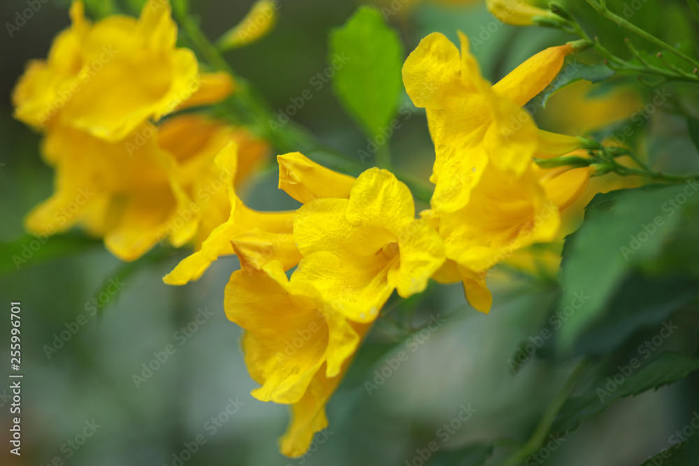 Obraz premium Allamanda Yellow Allamanda with many layers petals, Oleander Allamanda, Bush Allamanda. Scientific name