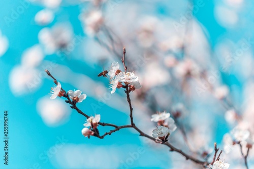 spring tree background. spring blossom wallpaper. © Djordje