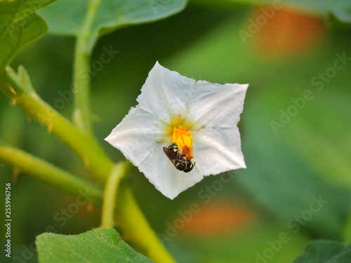 bee on a flower