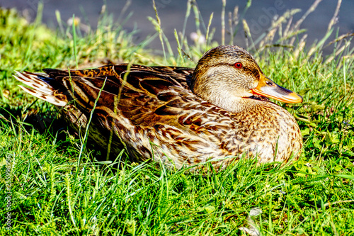Ente sitzt im Gras und sonnt sich. 