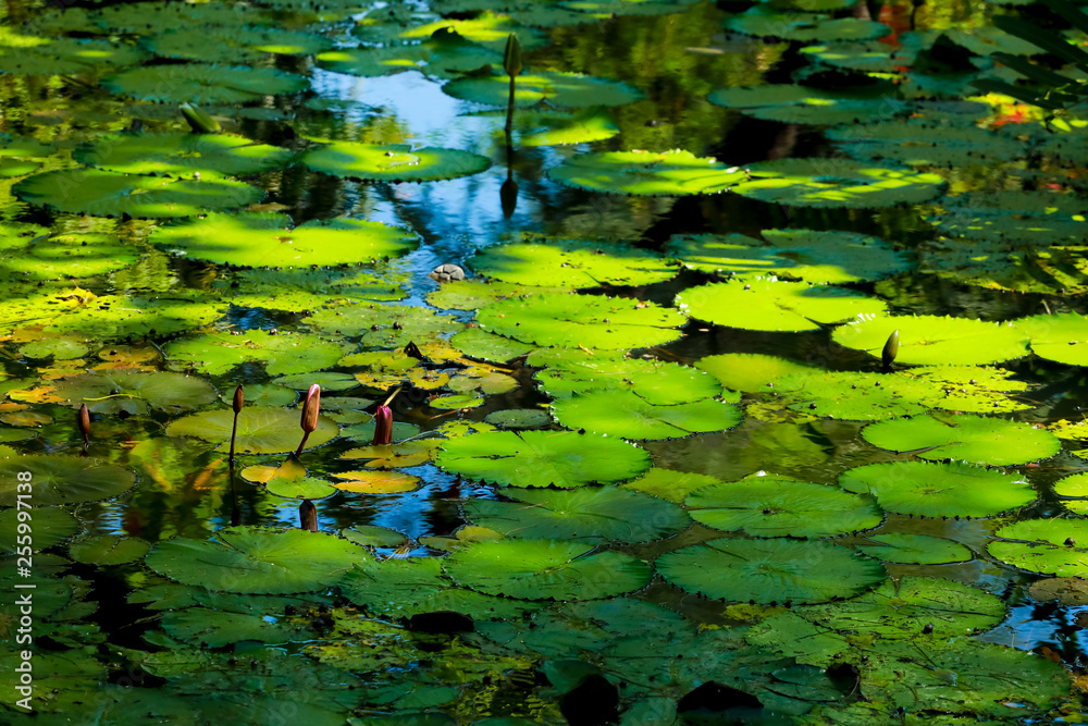 lotus leaf and flower in the pond lotus leaf and flower in the pond