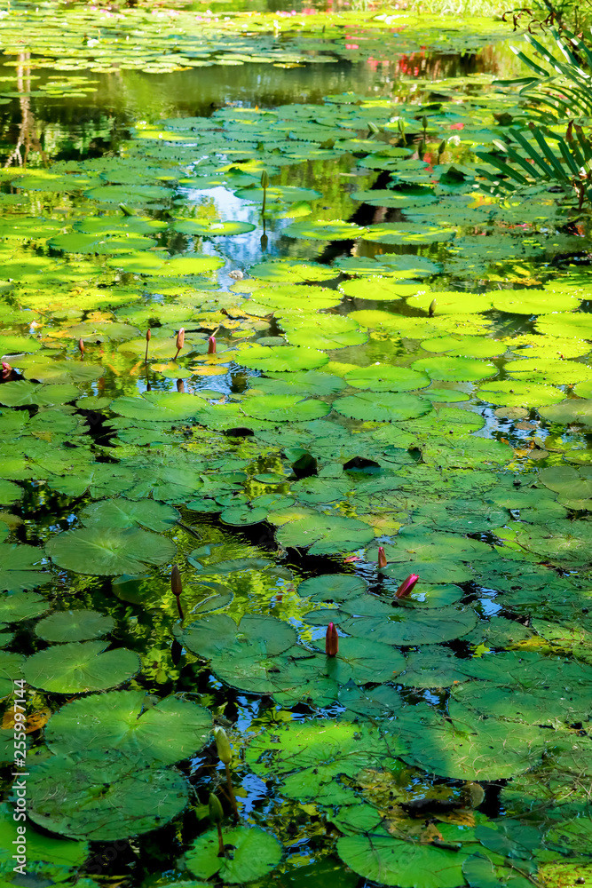 lotus leaf and flower in the pond lotus leaf and flower in the pond