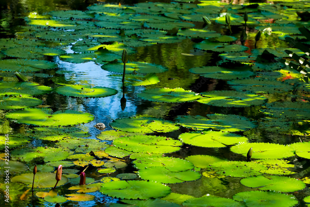 lotus leaf and flower in the pond lotus leaf and flower in the pond