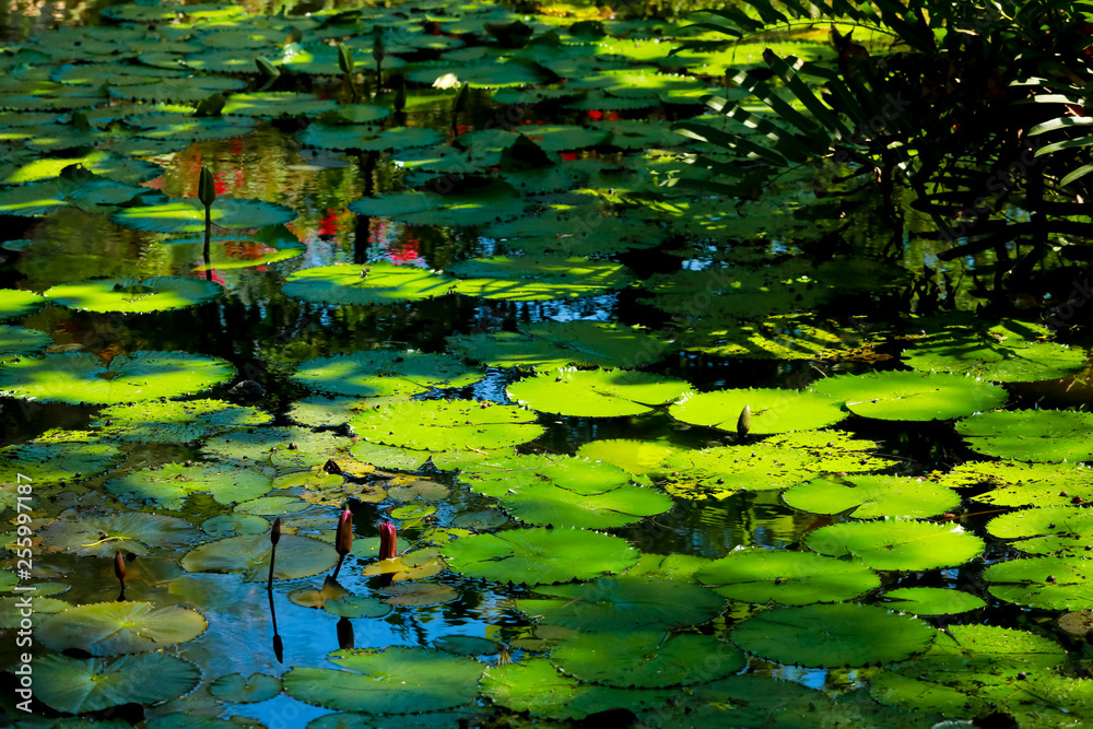 lotus leaf and flower in the pond lotus leaf and flower in the pond