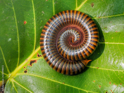   Thai millipede curled ioto a circle on green leaf  photo