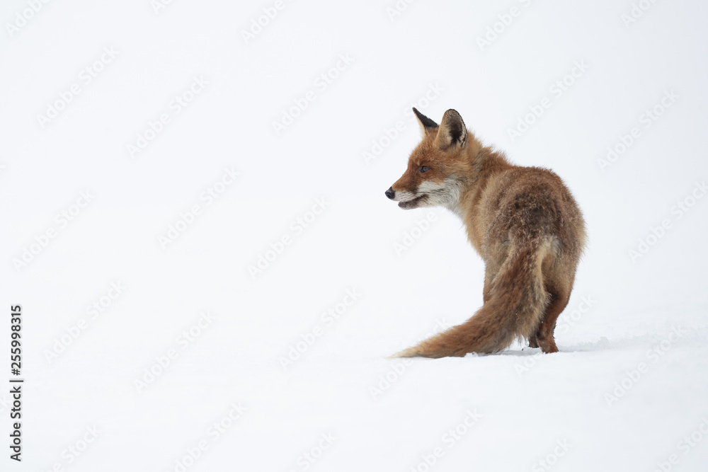 Fototapeta premium Red fox (Vulpes vulpes) is the largest of the true foxes and one of the most widely distributed members of the order Carnivora, being present across the entire Northern Hemisphere