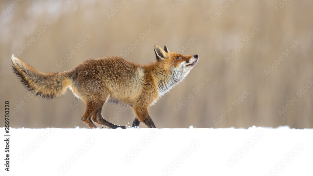 Red fox (Vulpes vulpes) is the largest of the true foxes and one of the ...