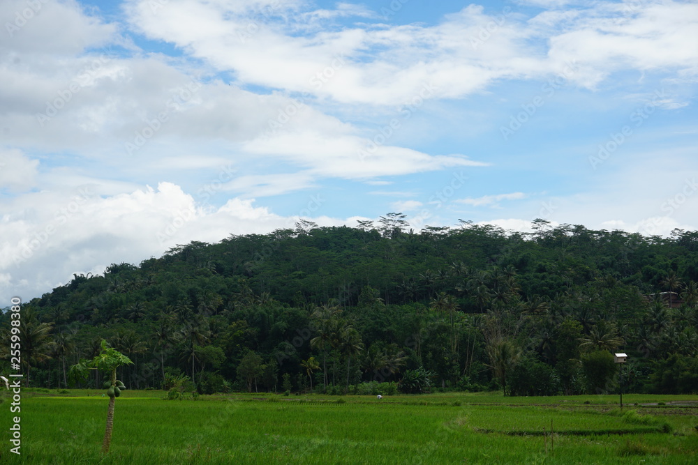 the forest landscape