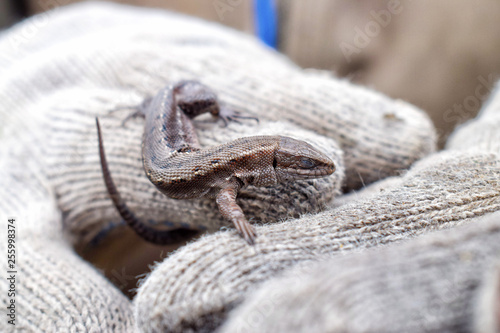 Sleepy lizard on hand with glove closeup danger