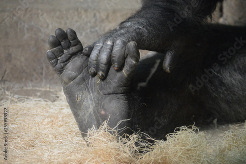 Western Lowland Gorilla hand and foot