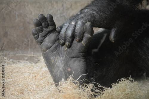 Western Lowland Gorilla hand and foot