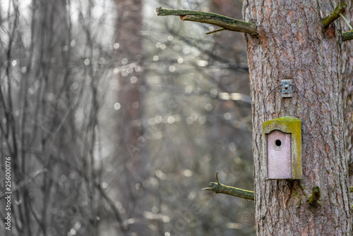 Abstract image of an old weathered birdhouse on the trunk of a tall pine tree against a blurred background with bokeh and much copy space photo