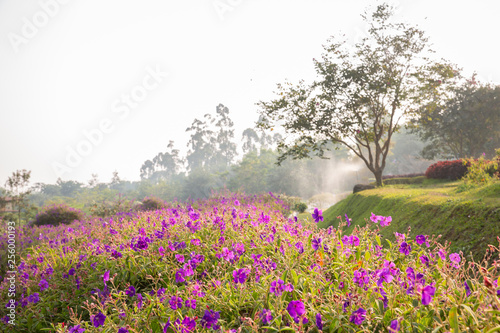 Fields of Purple Flower with Long Anthers Tibouchina Semidecandra