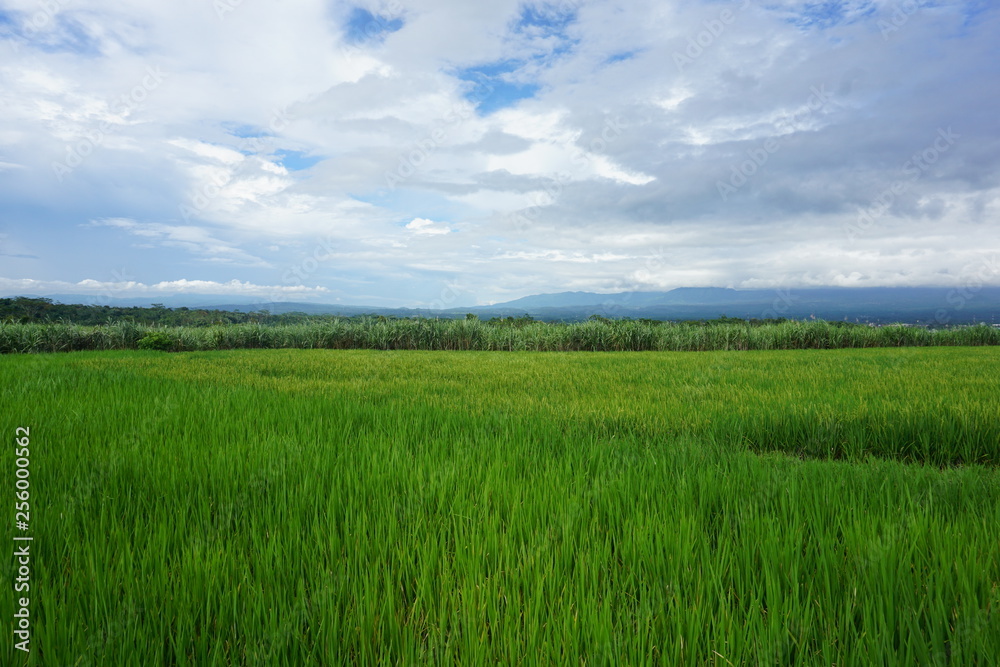 beautiful green rice fields