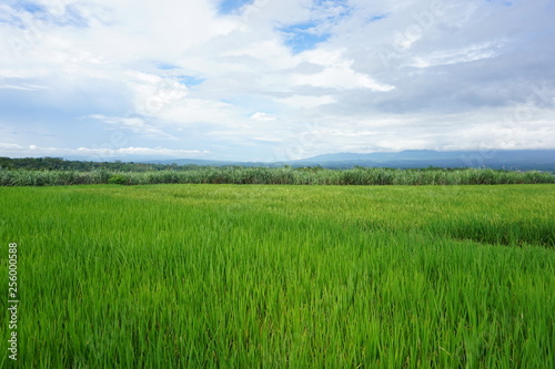 beautiful green rice fields © Black Jericho