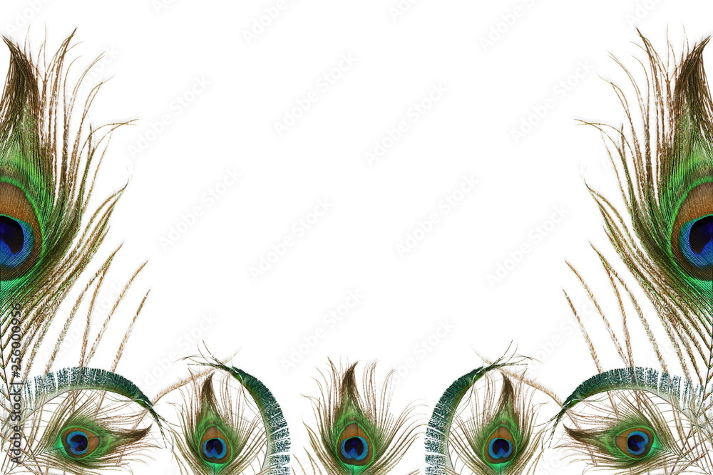 Obraz premium peacock feather in white background with text copy space