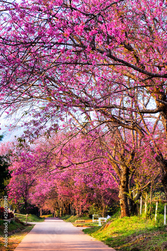 Cherry blossom blooming n Thaland © Wiradej