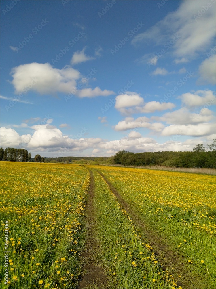 field and blue sky