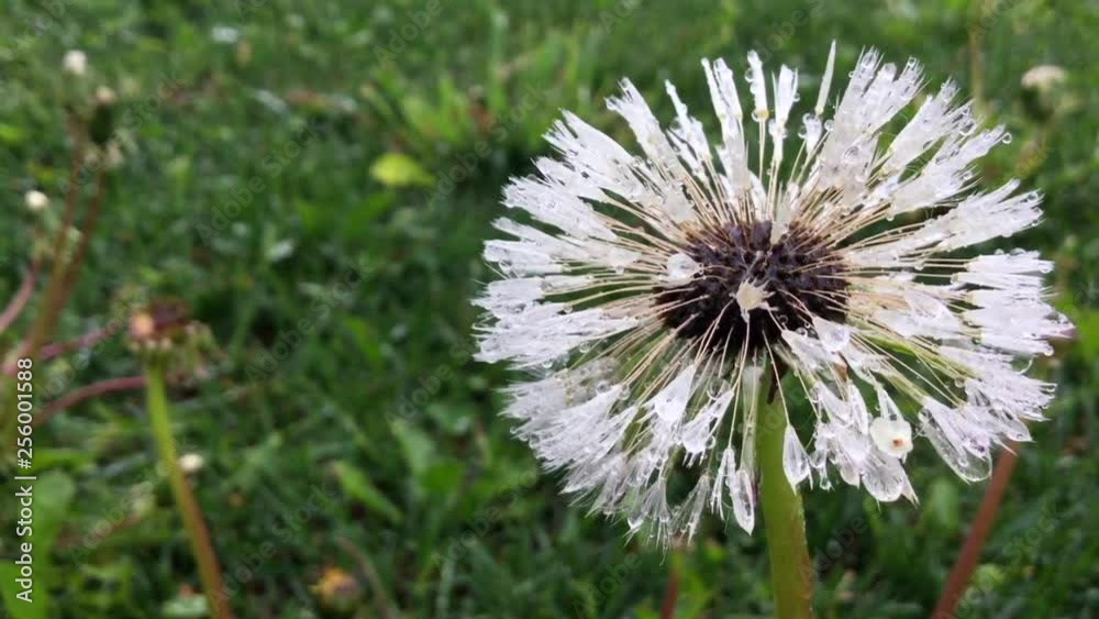 Close up of dandelion seed head trembling in the wind, its white fluff is covered with frosty morning dew Close up of dandelion seed head trembling in the wind, its white fluff is covered with frosty morning dew