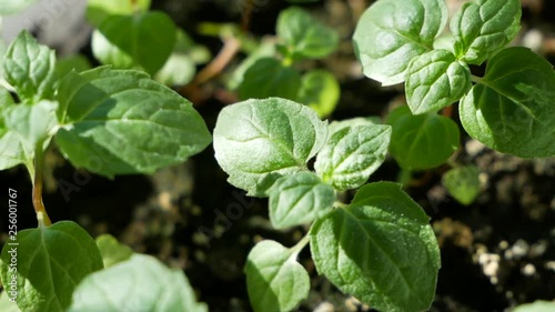 Wallpaper Mural Close up of young fresh organic green basil sprouts with textured leaves trembling in the wind. Basil is used in cooking as condiment and garnish Torontodigital.ca