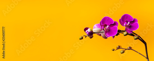 Beautiful purple Phalaenopsis orchid flowers on bright yellow background. Tropical flower, branch of orchid close up. Pink orchid background. Holiday, Women's Day, Flower Card flat lay